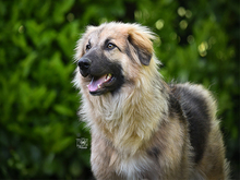 BAINGIO, Hund, Mischlingshund in Knittlingen - Bild 2