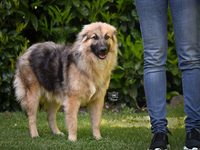 BAINGIO, Hund, Mischlingshund in Knittlingen - Bild 3