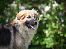 BAINGIO, Hund, Mischlingshund in Knittlingen - Bild 4