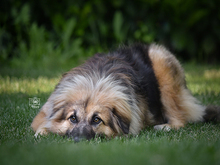 BAINGIO, Hund, Mischlingshund in Knittlingen - Bild 5