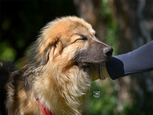 BAINGIO, Hund, Mischlingshund in Knittlingen - Bild 6