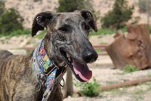 CORA, Hund, Galgo Español in Spanien - Bild 1