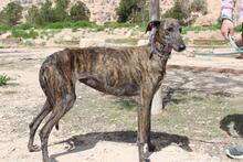 CORA, Hund, Galgo Español in Spanien - Bild 2