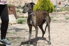 CORA, Hund, Galgo Español in Spanien - Bild 3