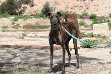 CORA, Hund, Galgo Español in Spanien - Bild 4