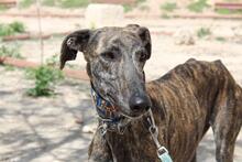 CORA, Hund, Galgo Español in Spanien - Bild 5