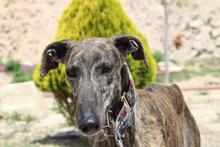 CORA, Hund, Galgo Español in Spanien - Bild 6
