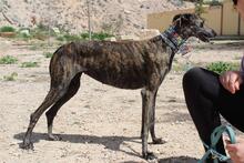 CORA, Hund, Galgo Español in Spanien - Bild 7