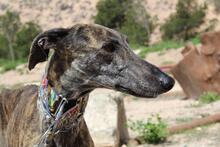 CORA, Hund, Galgo Español in Spanien - Bild 8
