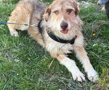 AIMEE, Hund, Mischlingshund in Rumänien - Bild 1