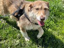 AIMEE, Hund, Mischlingshund in Rumänien - Bild 2