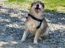 AIMEE, Hund, Mischlingshund in Rumänien - Bild 3