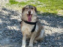 AIMEE, Hund, Mischlingshund in Rumänien - Bild 5