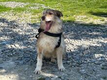 AIMEE, Hund, Mischlingshund in Rumänien - Bild 6
