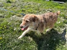 AIMEE, Hund, Mischlingshund in Rumänien - Bild 7