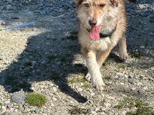AIMEE, Hund, Mischlingshund in Rumänien - Bild 8