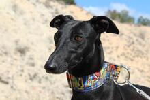 GIULIA, Hund, Galgo Español in Spanien - Bild 1