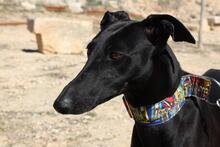 GIULIA, Hund, Galgo Español in Spanien - Bild 3