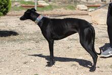 GIULIA, Hund, Galgo Español in Spanien - Bild 4
