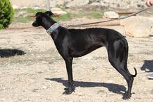 GIULIA, Hund, Galgo Español in Spanien - Bild 5