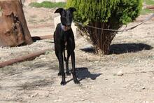 GIULIA, Hund, Galgo Español in Spanien - Bild 6