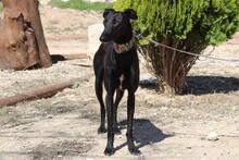 GIULIA, Hund, Galgo Español in Spanien - Bild 7