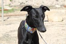 GIULIA, Hund, Galgo Español in Spanien - Bild 8
