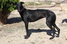 GIULIA, Hund, Galgo Español in Spanien - Bild 9