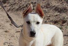 ADROMEDA, Hund, Mischlingshund in Spanien - Bild 1