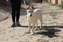 ADROMEDA, Hund, Mischlingshund in Spanien - Bild 2
