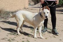ADROMEDA, Hund, Mischlingshund in Spanien - Bild 3