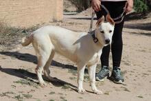 ADROMEDA, Hund, Mischlingshund in Spanien - Bild 4
