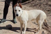 ADROMEDA, Hund, Mischlingshund in Spanien - Bild 5