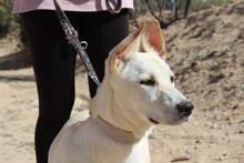 ADROMEDA, Hund, Mischlingshund in Spanien - Bild 6