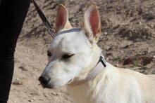 ADROMEDA, Hund, Mischlingshund in Spanien - Bild 7