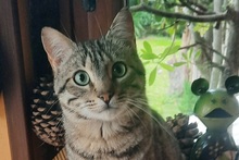 WILLY, Katze, Europäisch Kurzhaar in Salzkotten - Bild 1