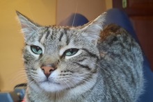 WILLY, Katze, Europäisch Kurzhaar in Salzkotten - Bild 2