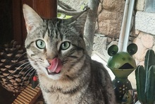WILLY, Katze, Europäisch Kurzhaar in Salzkotten - Bild 3
