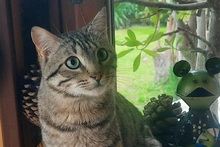 WILLY, Katze, Europäisch Kurzhaar in Salzkotten - Bild 4