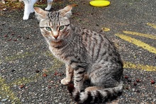 WILLY, Katze, Europäisch Kurzhaar in Salzkotten - Bild 5