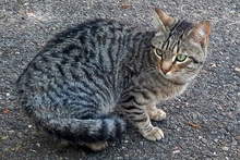 WILLY, Katze, Europäisch Kurzhaar in Salzkotten - Bild 6