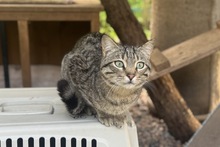 WILLY, Katze, Europäisch Kurzhaar in Salzkotten - Bild 7