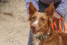 MOON, Hund, Podenco in Spanien - Bild 1