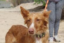 MOON, Hund, Podenco in Spanien - Bild 10