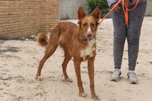 MOON, Hund, Podenco in Spanien - Bild 2