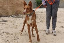 MOON, Hund, Podenco in Spanien - Bild 3
