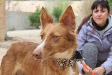 MOON, Hund, Podenco in Spanien - Bild 4