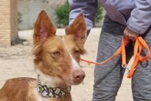 MOON, Hund, Podenco in Spanien - Bild 5