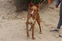MOON, Hund, Podenco in Spanien - Bild 6
