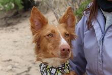 MOON, Hund, Podenco in Spanien - Bild 7